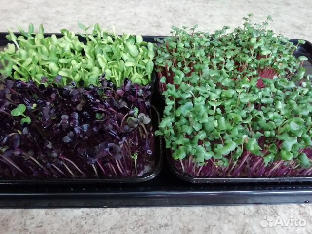 Микрозелень, проростки маш, голозёрный овёс