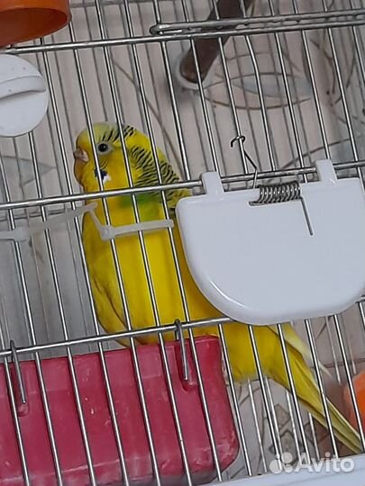 Клетка и пара чехов