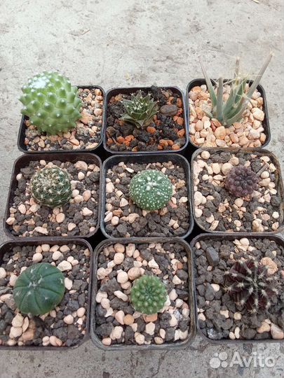 Разные суккуленты