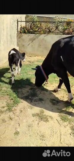 Коровы дойные молочные