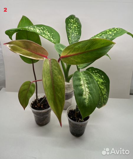 Комнатные растения для фитомодулей