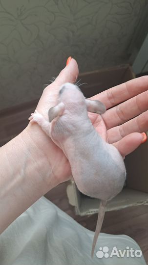 Крысят отдам