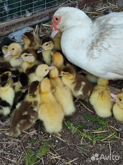 Мускусные утки, индоутята