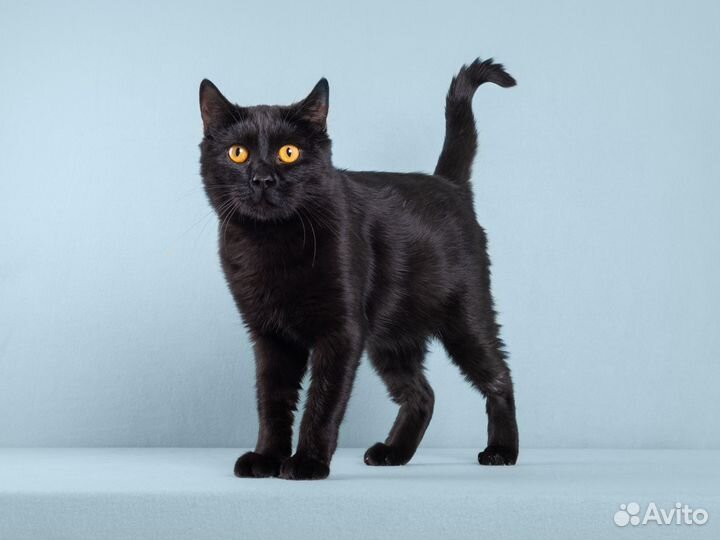 Чёрный красавец кот Гонзалес