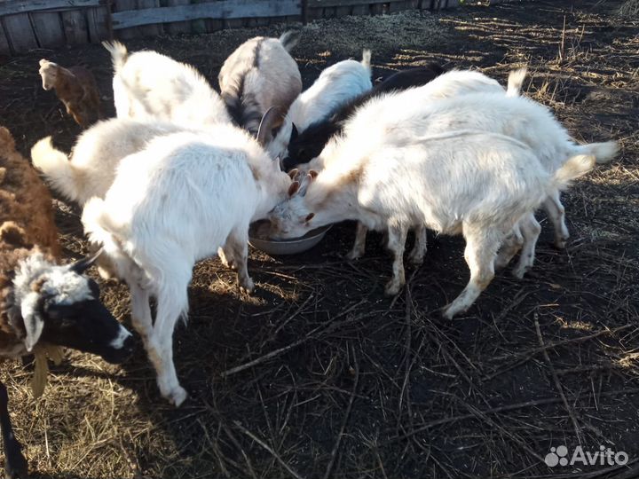 Козы и козлята