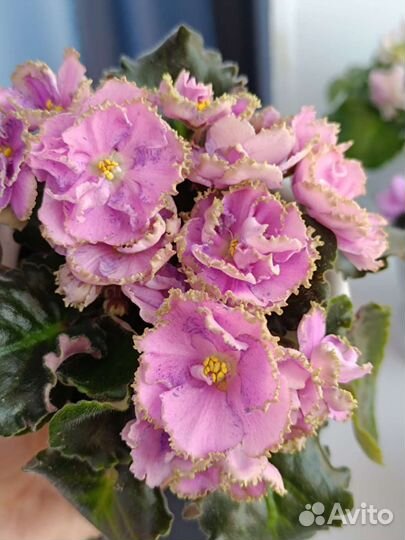 Фиалка детки