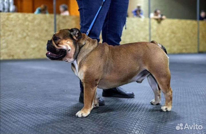 Английский бульдог вязка