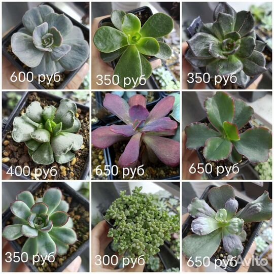 Суккуленты