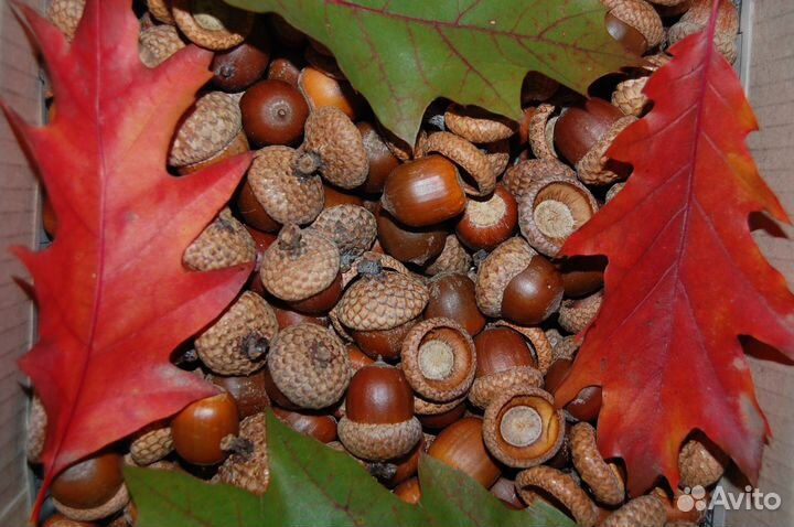 Жёлуди Красного дуба 40 шт