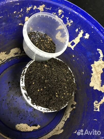 Коконы красного калифорнийского червя