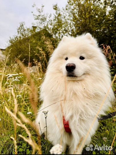 Самоед Вязка