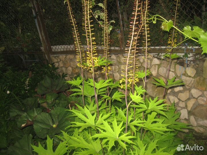 Многолетние садовые растения