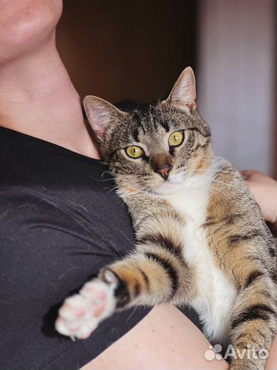 Пуговка ищет дом