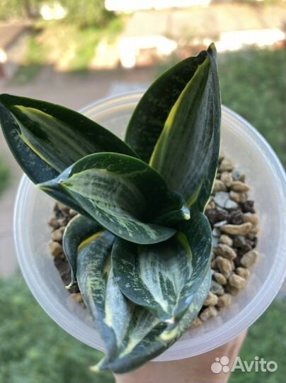 Футура Робуста, Лауренти, ханни зебра, стар роуз