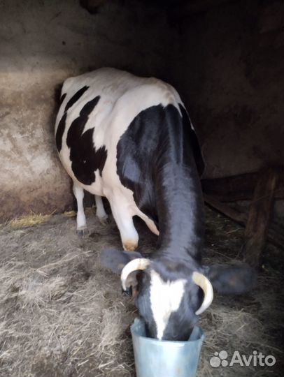 Корова дойная