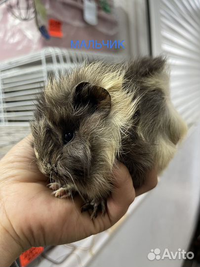 Морские свинки и крысята