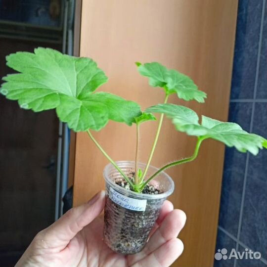 Пеларгония Леона Галактика