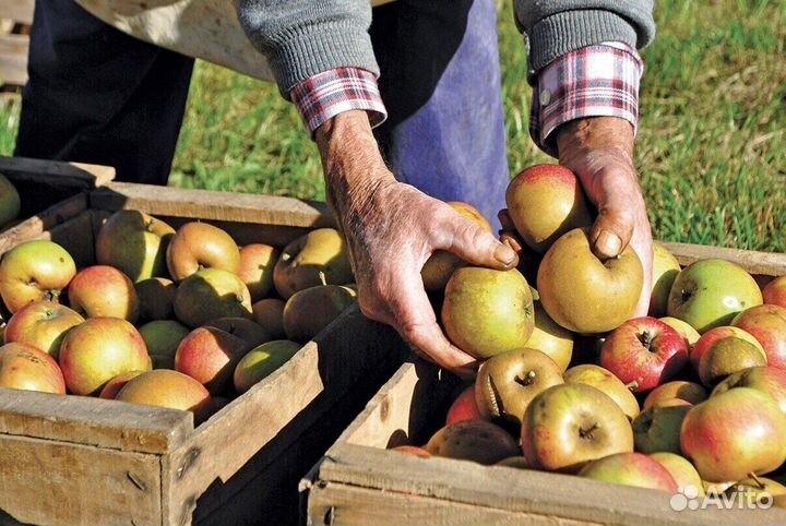 Рабочий по сборке яблок. Вахта