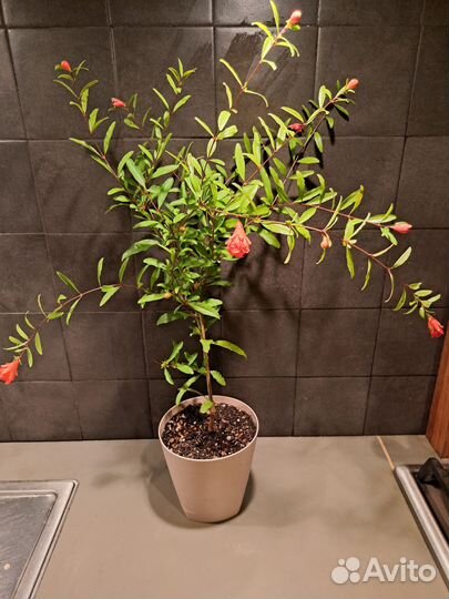 Гранат комнатный нано