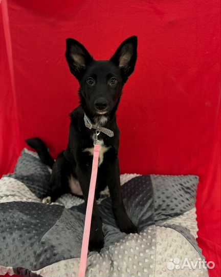 Чёрный щенок