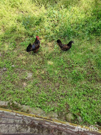 Китайские куры