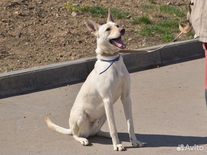 Бывшедомашнему Ричи нужен дом