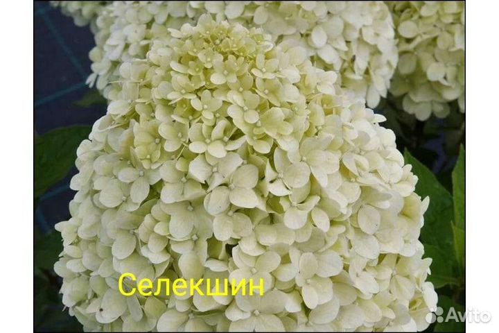 Гортензия