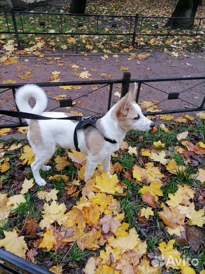 Чарли ищет дом