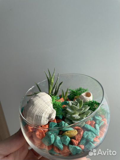 Флорариум суккуленты