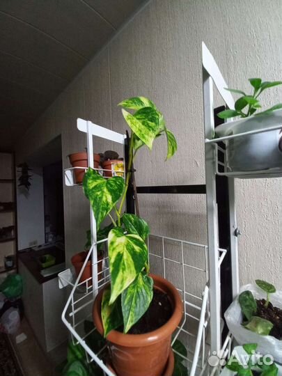 Фиалки, петуньи, монстера,калатея