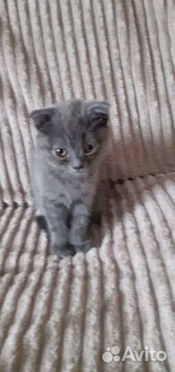 Продам котят шотландцы