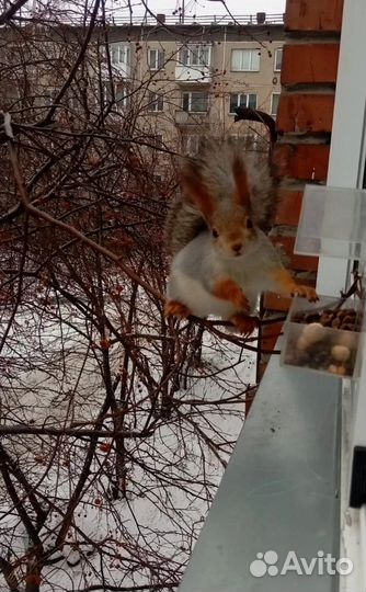 Кормушка для птиц на окно на присосках