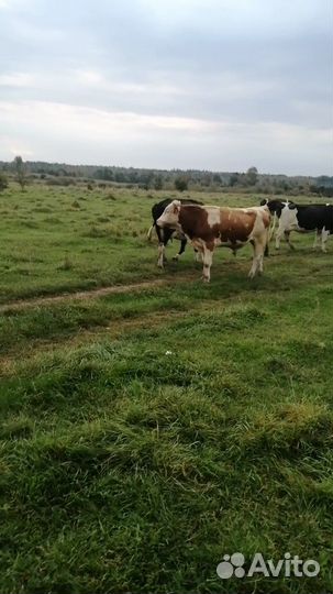 Продам двух бычков