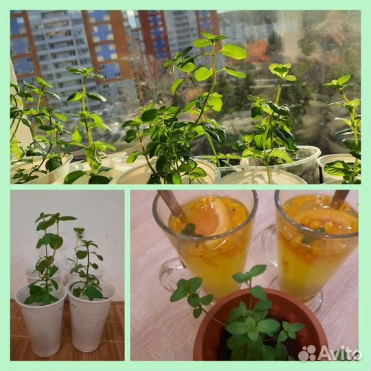 Мята лавандовая и чабрец лимонный