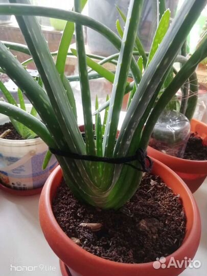 Астра,флокс,герань,колеус,фиалка,алоэ, дельфиниум