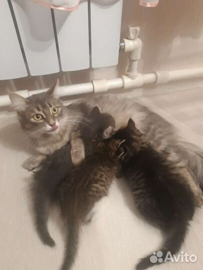 Котята бесплатно