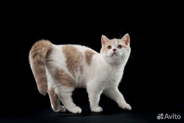 Британская кошка