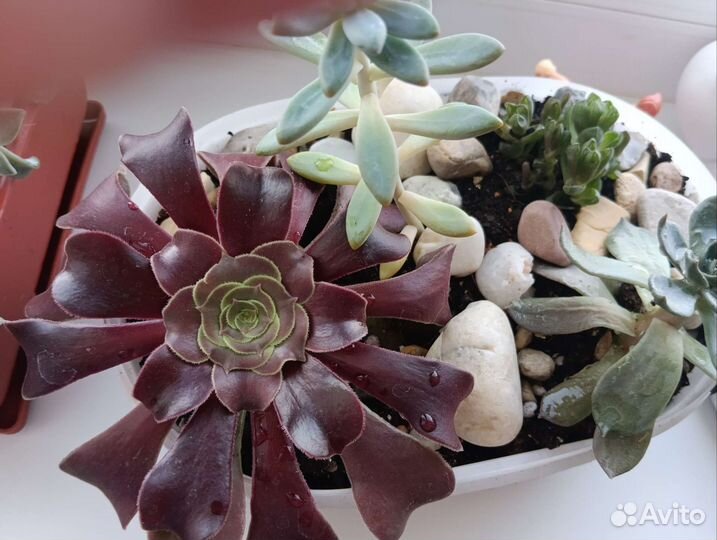 Суккуленты, мини-садик