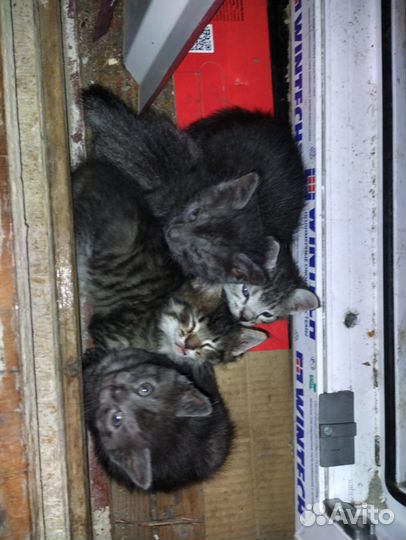 Котенок в дар бесплатно