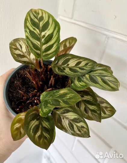 Калатея Макоя