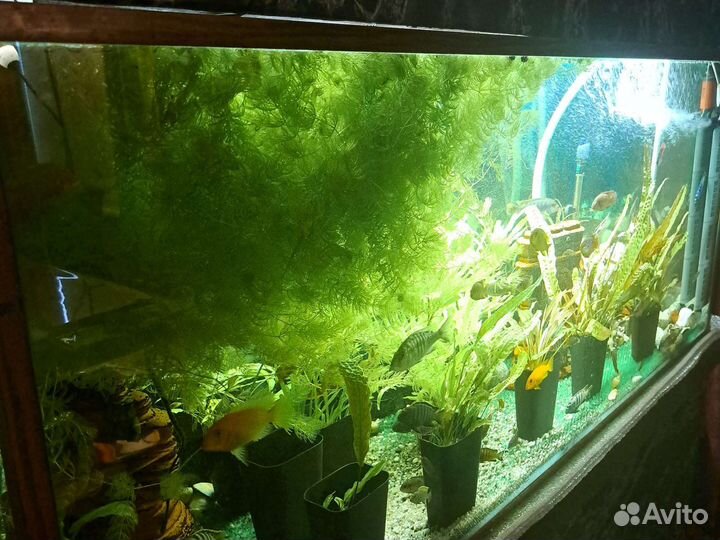 Растения для аквариума роголистник