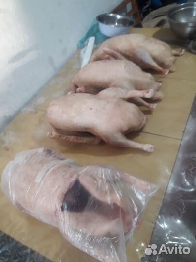 Гуси,индоутки