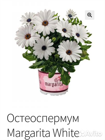 Остеоспермум вегетативный