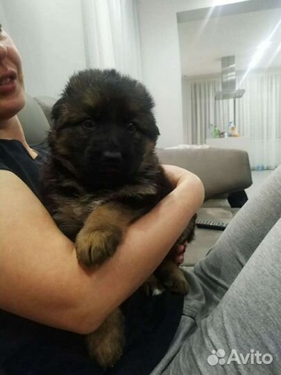 Щенки немецкой овчарки длинношерстной