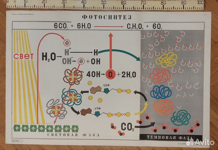 Плакаты (таблицы) учебные (биология) ч.1