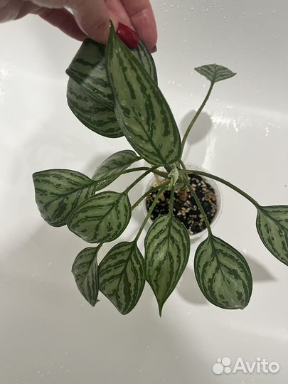 Аглаонема сильвер бей