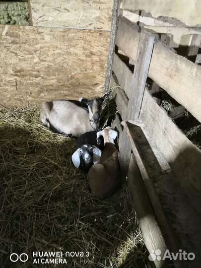Козлята козы разной породы