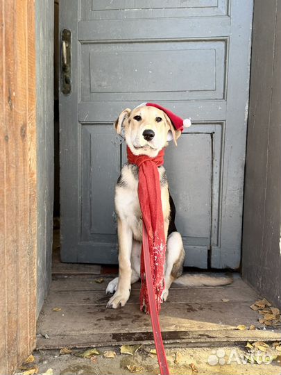 Особенный щенок подросток