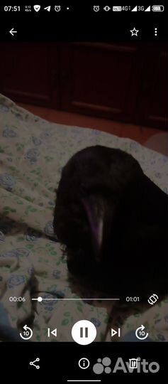 Нашел грачёнка