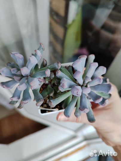 Эхеверия купидон